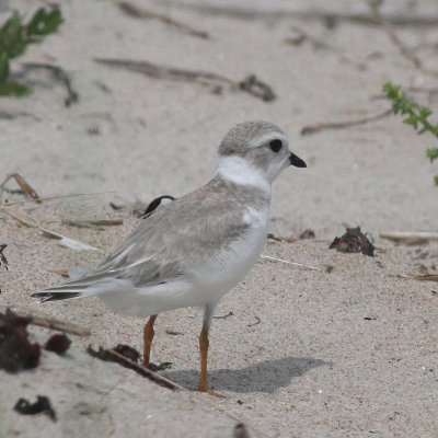 Piping Plover - juvenile