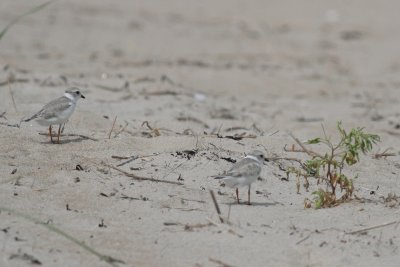 Piping Plovers