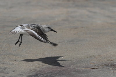 Sanderling