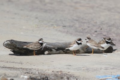 Semipalmated Plovers