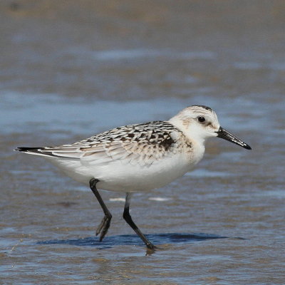 Sanderling