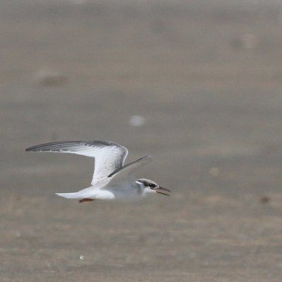 juv Least Tern