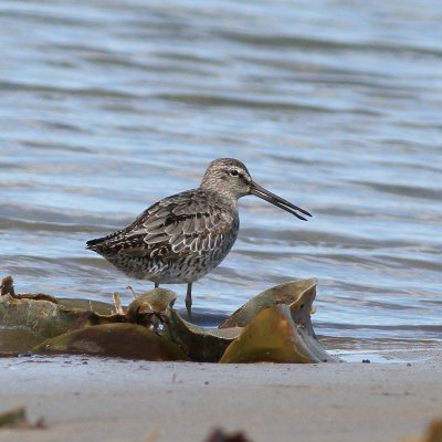 Short-billed Dowitcher