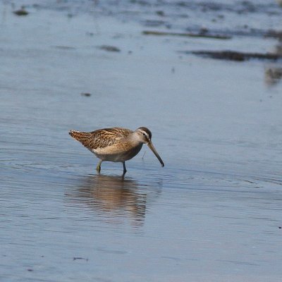 juv Short-billed Dowitcher