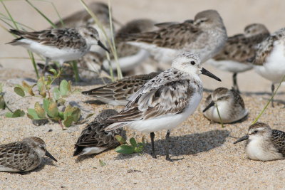 Sanderling & Semipalmated Sandpipers