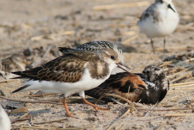 Ruddy Turnstone adult & juvenile