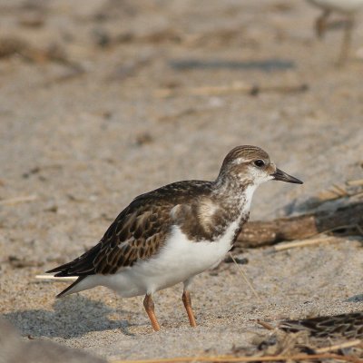 Ruddy Turnstone juvenile