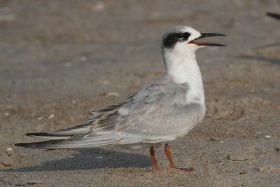 Forster's Tern