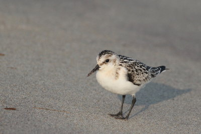 Sanderling