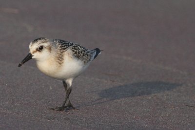 Sanderling