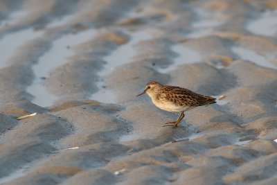 Least Sandpiper