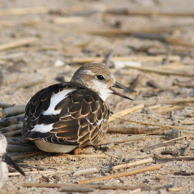 Ruddy Turnstone juvenile