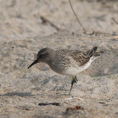 White-rumped Sandpiper juvenile