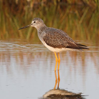 Lesser Yellowlegs