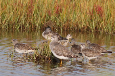 Lesser & Greater Yellowlegs