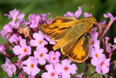 Fiery Skipper ♂