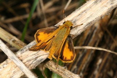 Fiery Skipper ♂