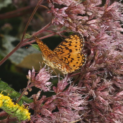 Silver-bordered Fritillary