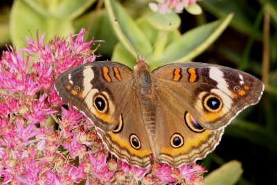 Common Buckeye