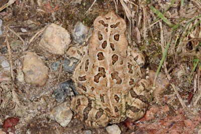 Fowler's Toad