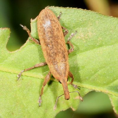 Lixus concavus * Rhubarb Weevil