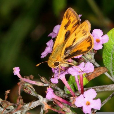 Fiery Skipper