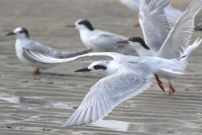 Forster's Tern
