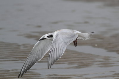 Forster's Tern