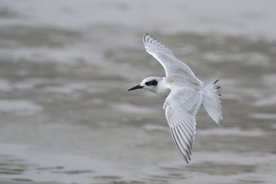 Forster's Tern