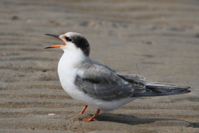 Common Tern