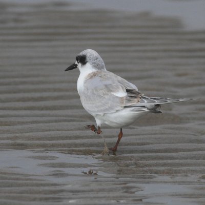 Forster's Tern