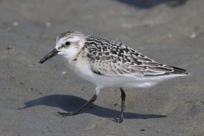 Sanderling