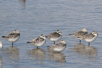 Sanderling
