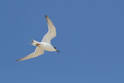Common Tern