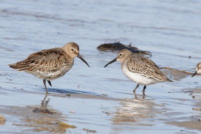 Dunlin