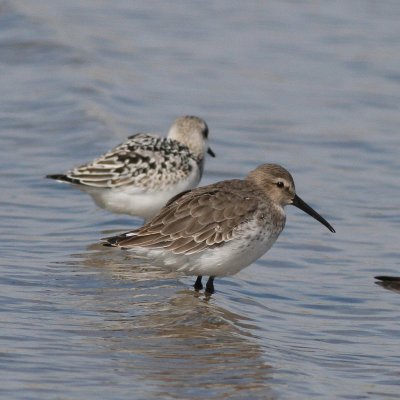 Dunlin