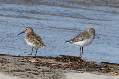 Dunlin
