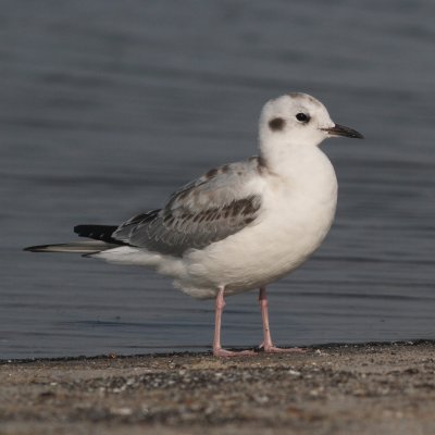 Bonaparte’s Gull