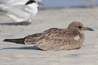 Laughing Gull - juvenile