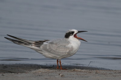 Forster's Tern