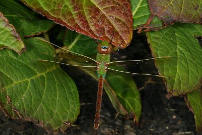 Common Green Darner ♂