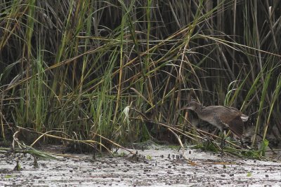 Clapper Rail