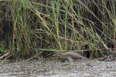 Clapper Rail