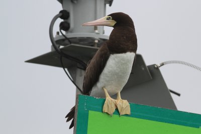 Brown Booby ♀