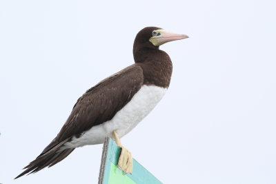 Brown Booby ♀