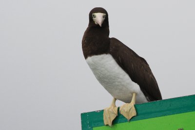 Brown Booby ♀