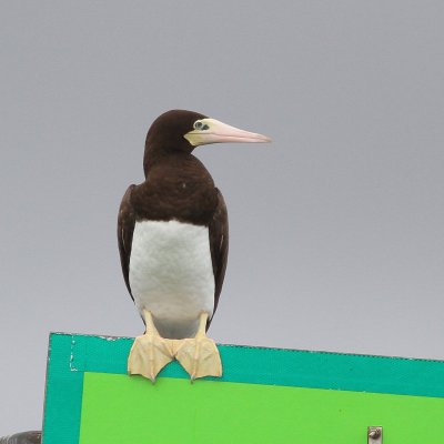 Brown Booby