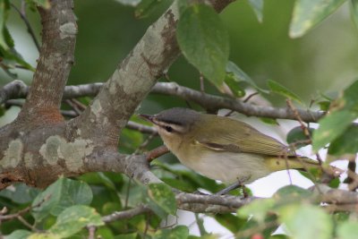  Red-eyed Vireo