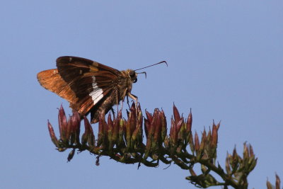 Silver-spotted Skipper