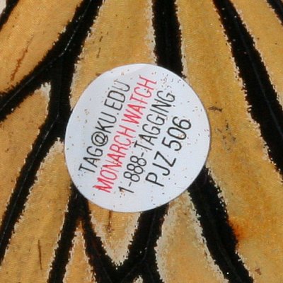 Monarch Tag